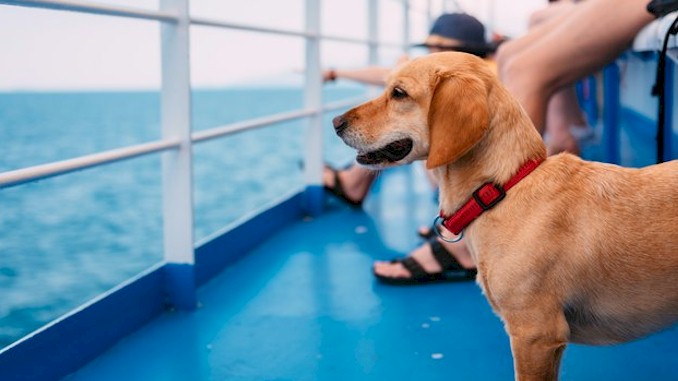 Set Sail with Your Furry Friend: Top 10 Pet-Friendly Cruise Lines