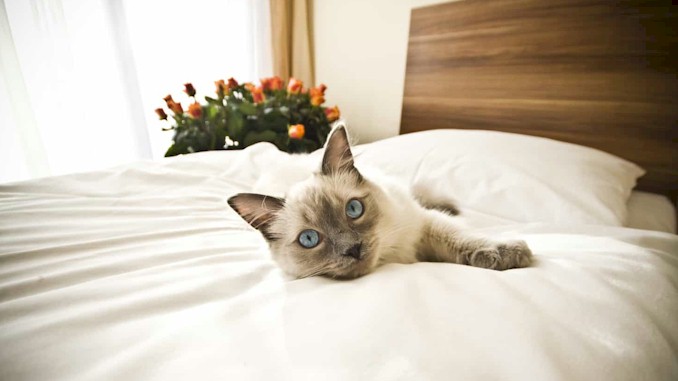 best hotels that allow cats